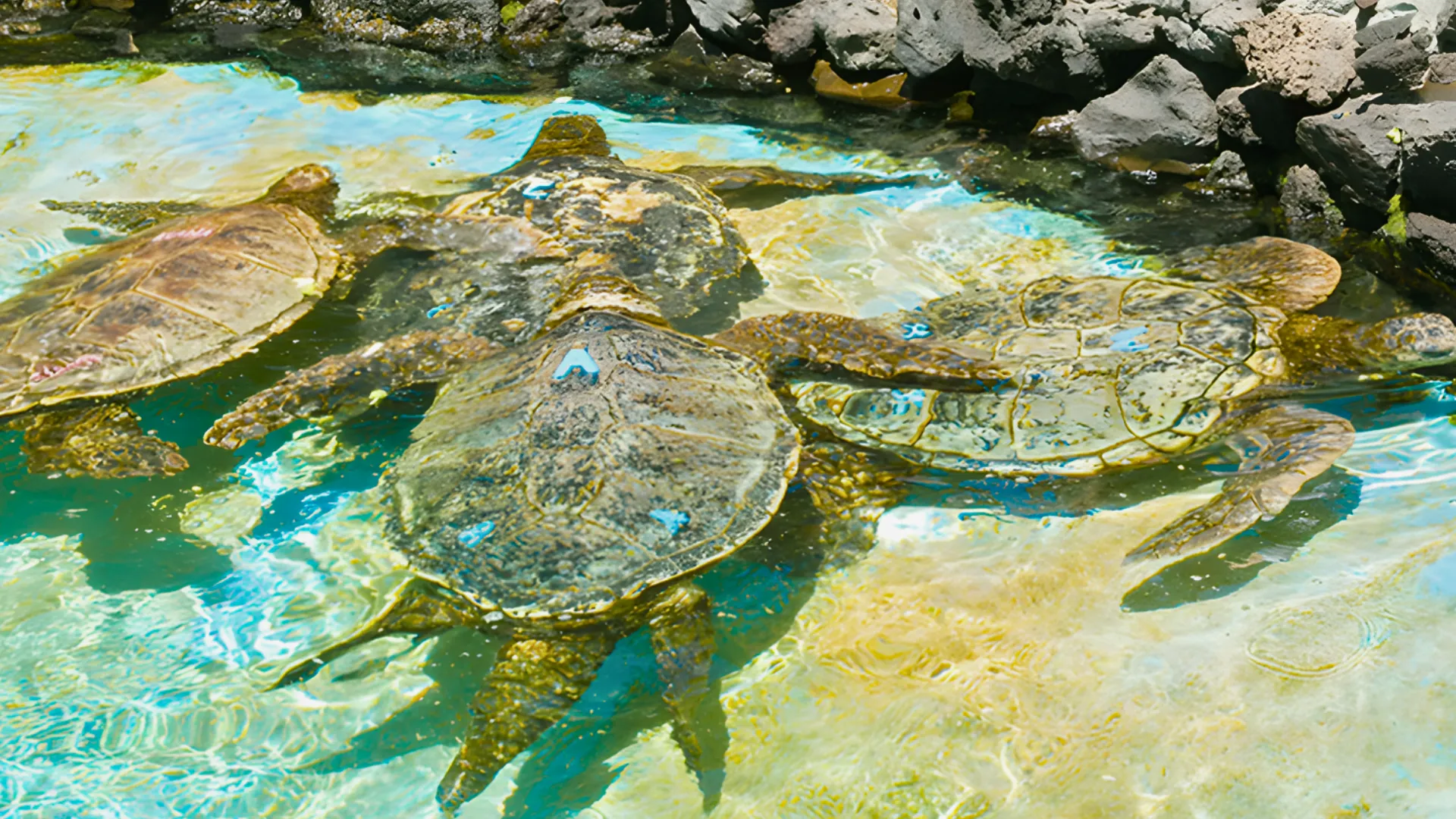 泳ぐアオウミガメの群れ(Honu Green Sea Turtle)