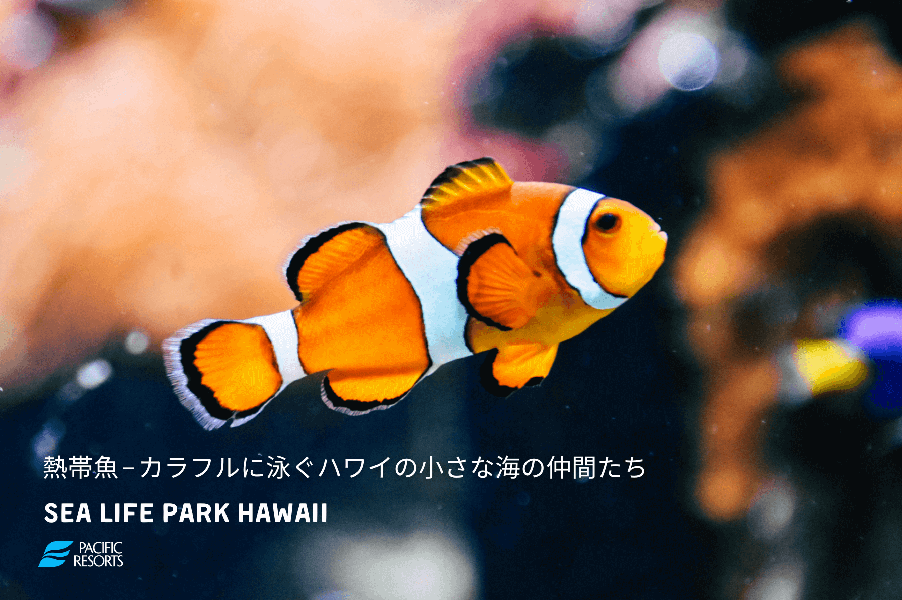 熱帯魚 – カラフルに泳ぐハワイの小さな海の仲間たち | シー ライフ