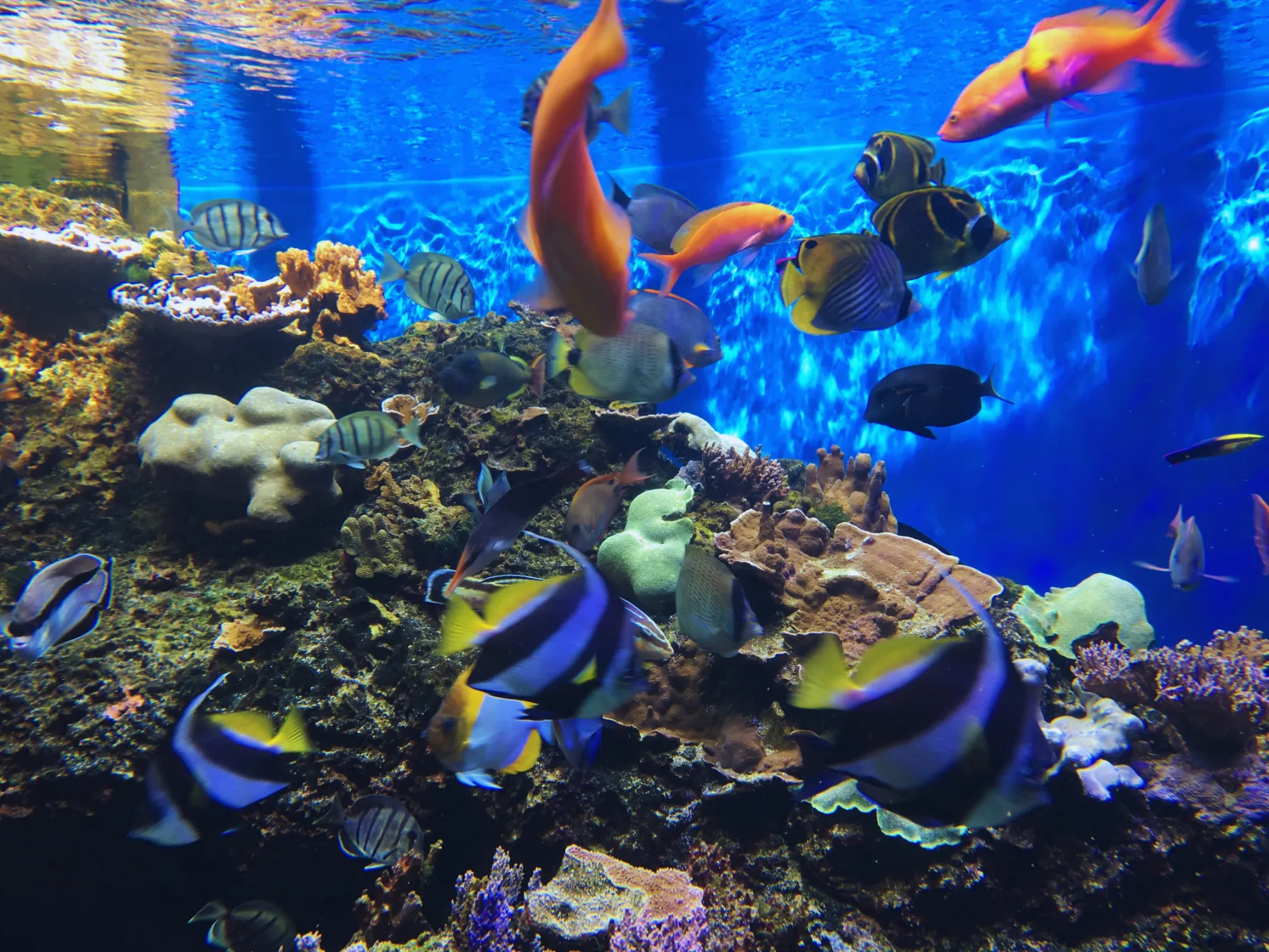 赤や黄色の色鮮やかな泳ぐ熱帯魚たち