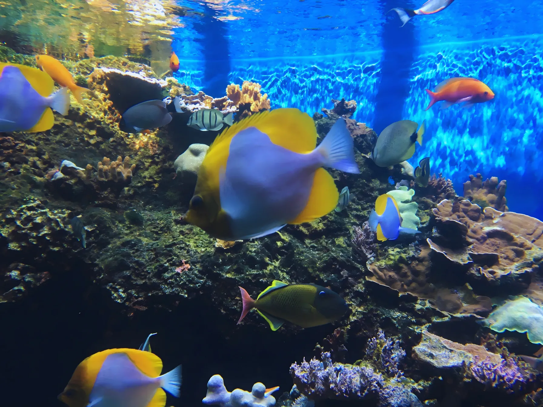 サンゴの周りを泳ぐ熱帯魚たち