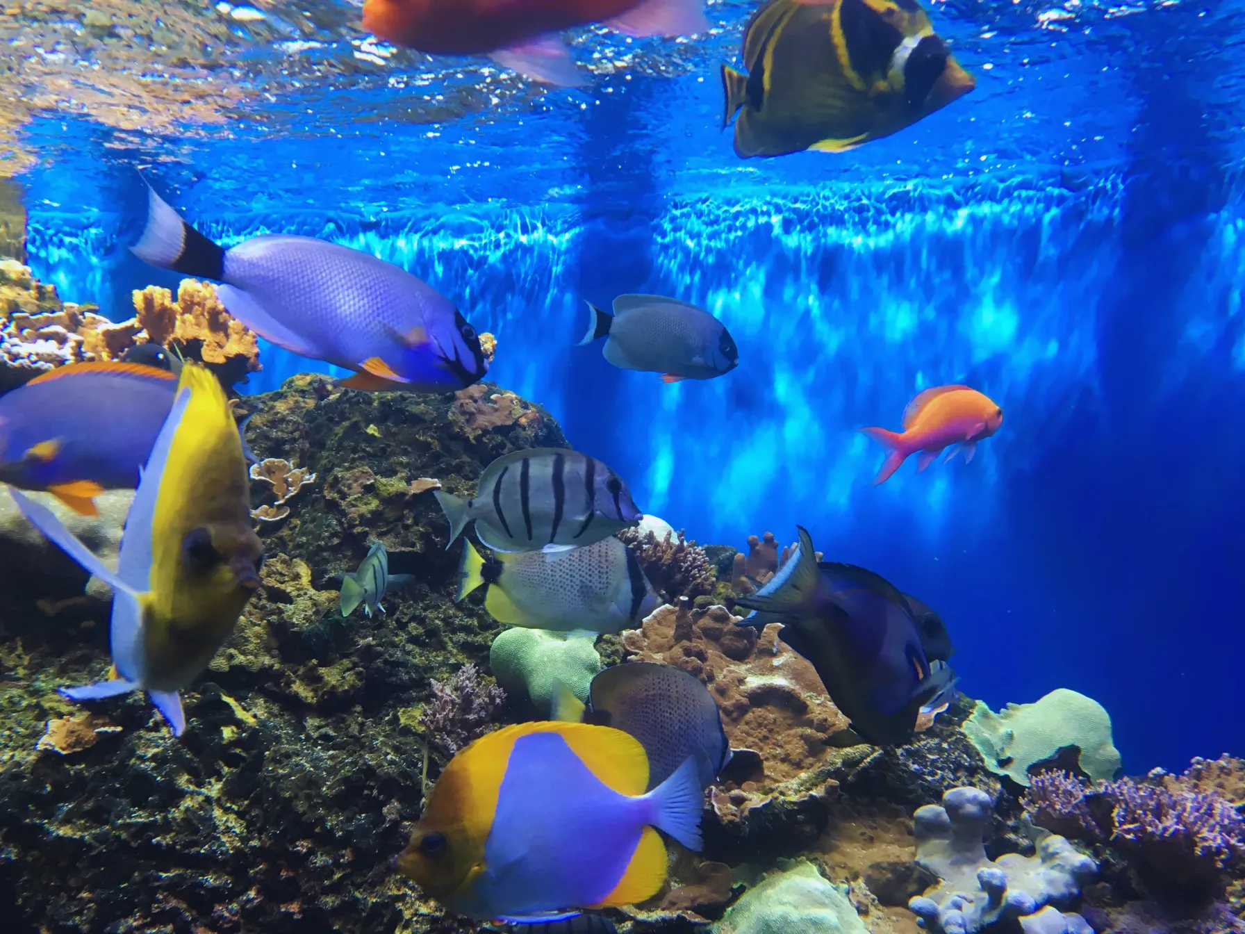 赤や青や黄色、色とりどりの熱帯魚たち