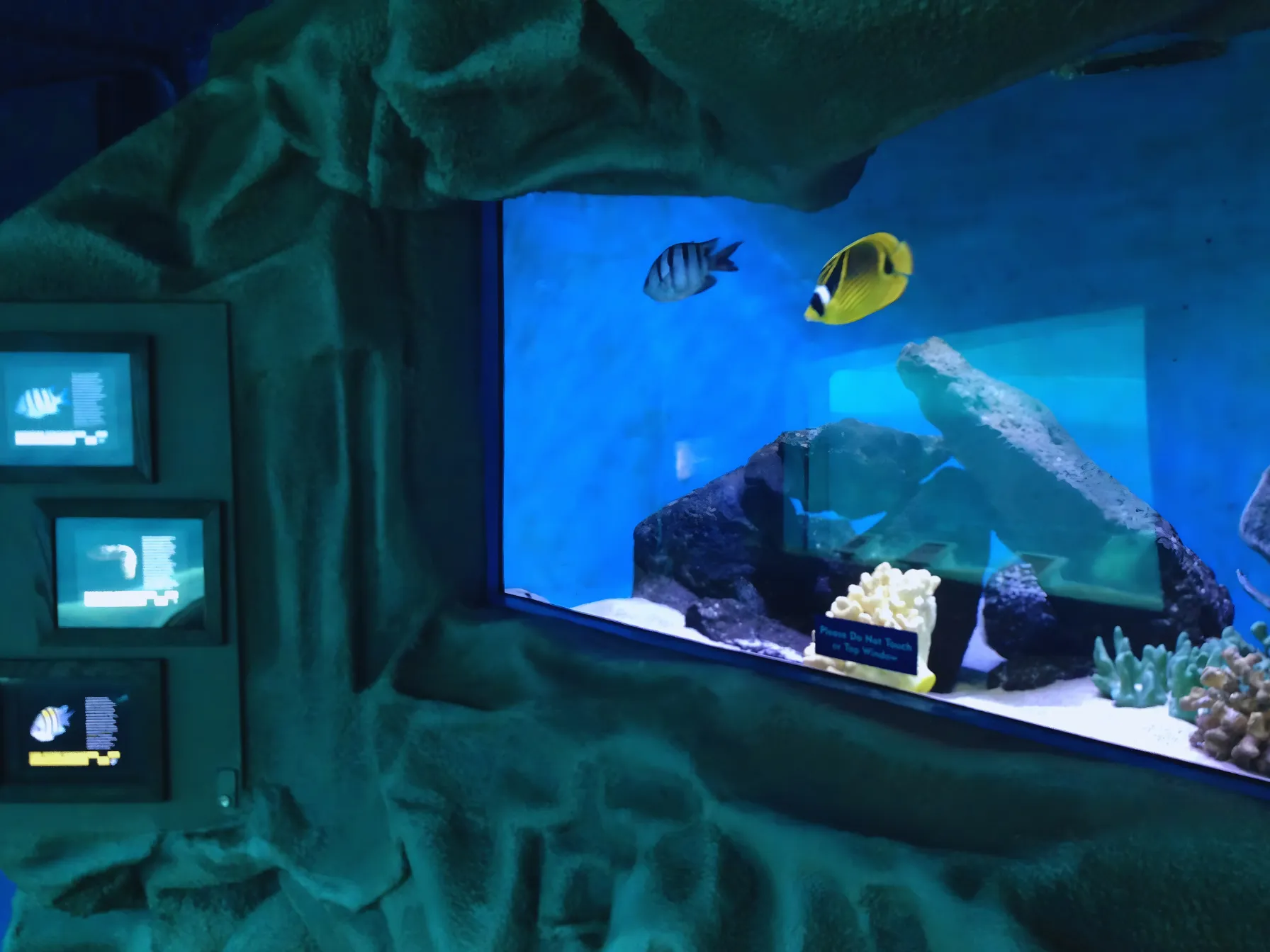 熱帯魚が泳ぐシーライフパークハワイの大きな水槽