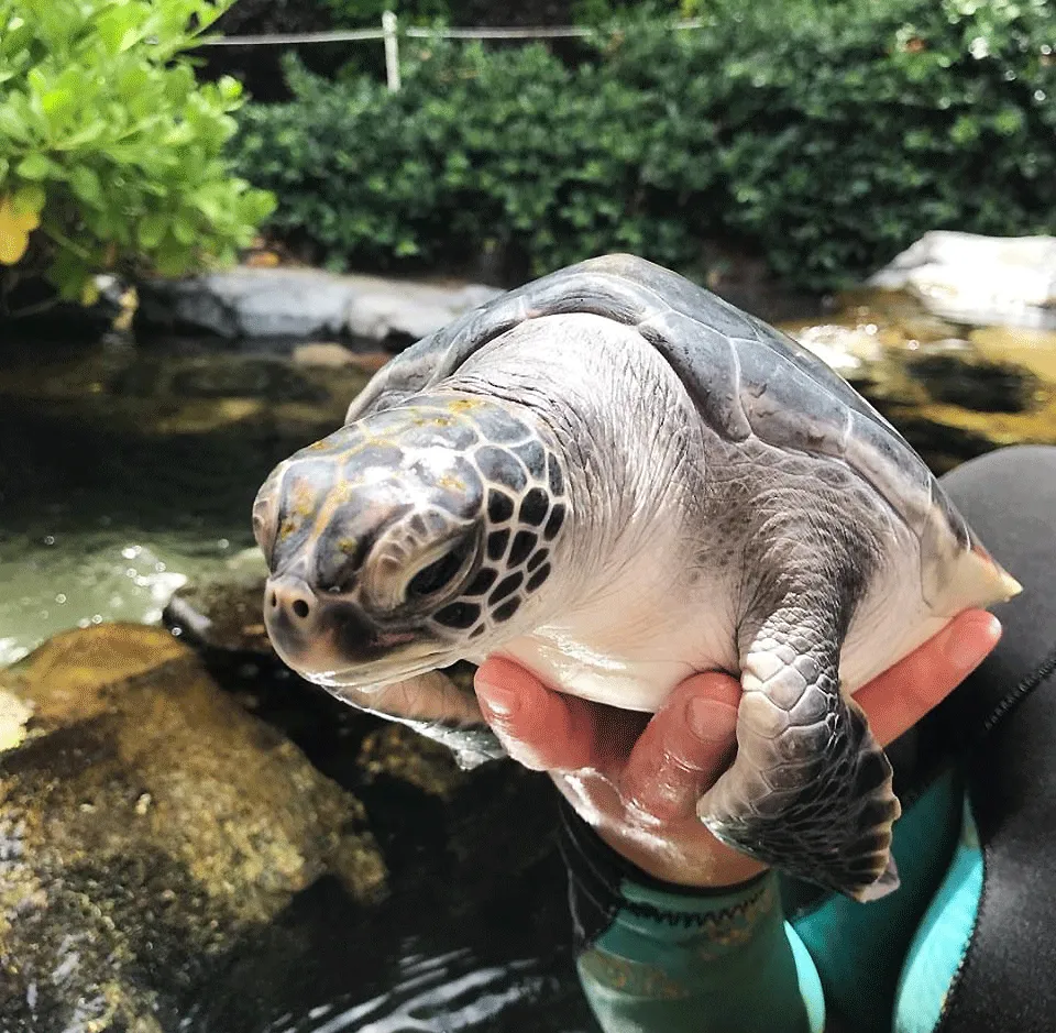 手のひらの上に乗っているアオウミガメのこども