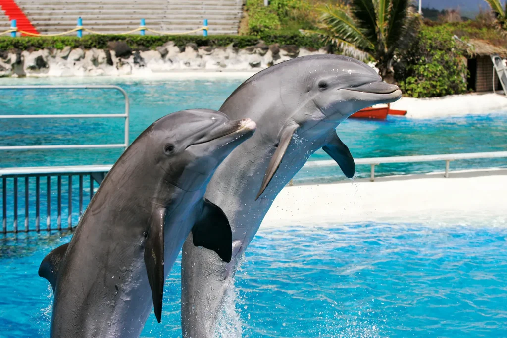 二頭のイルカがジャンプしている様子