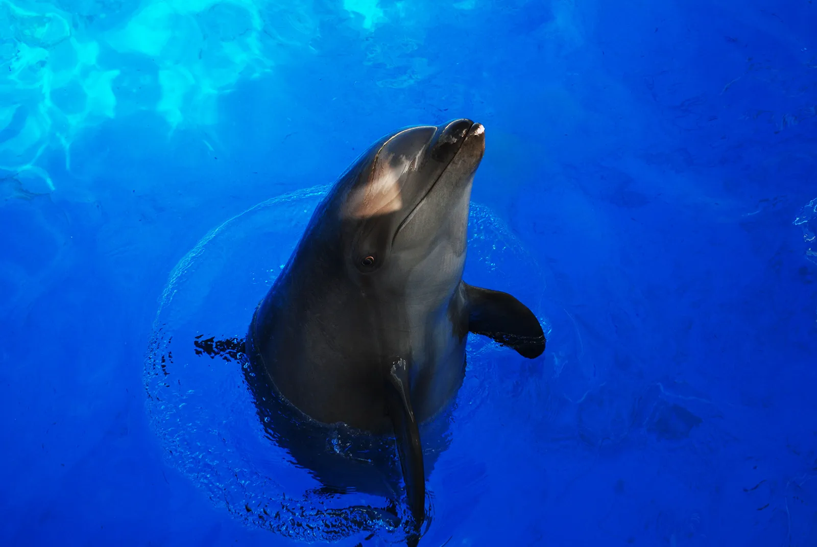 イルカとクジラのハイブリッド・ウォルフィン