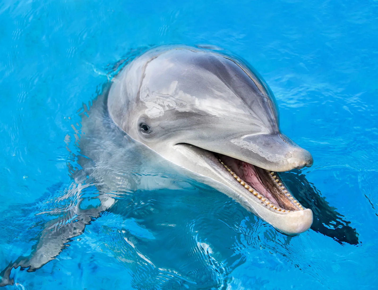 水面から顔を出し、口を開けているイルカ