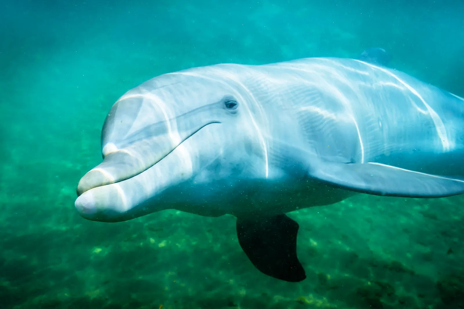 泳いでいる水中のイルカ