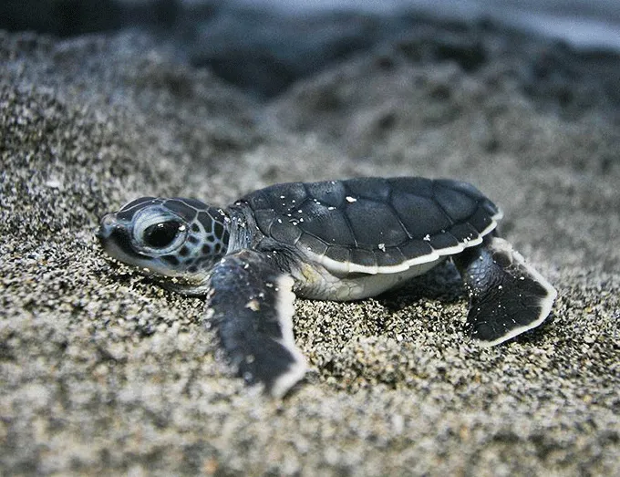 アオウミガメの赤ちゃん
