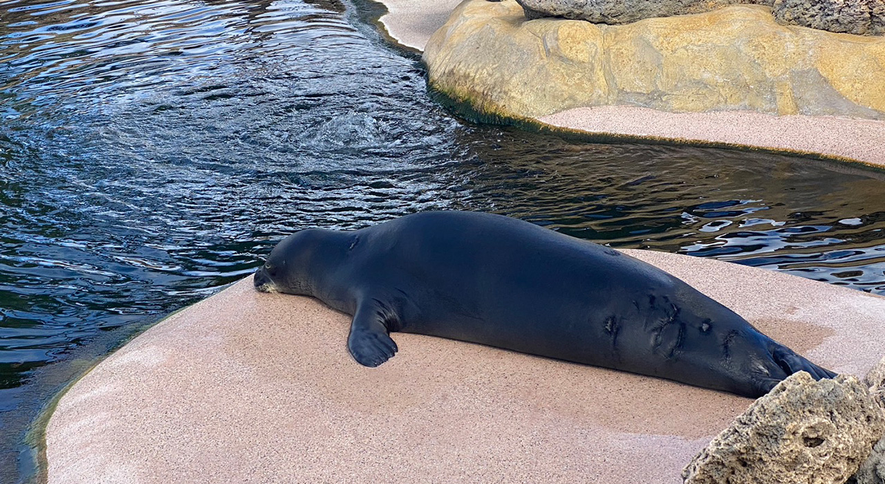 寝ているハワイアン・モンク・シールのケコア
