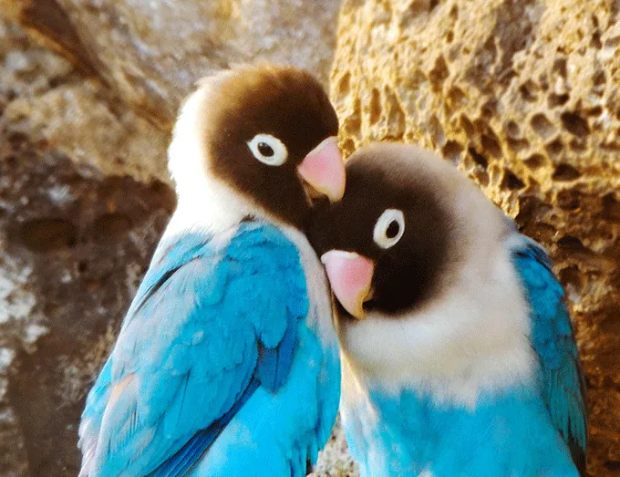 寄り添う二羽のボタンインコ