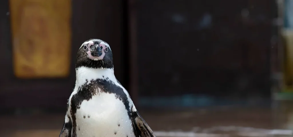 シーライフパークハワイのフンボルトペンギン