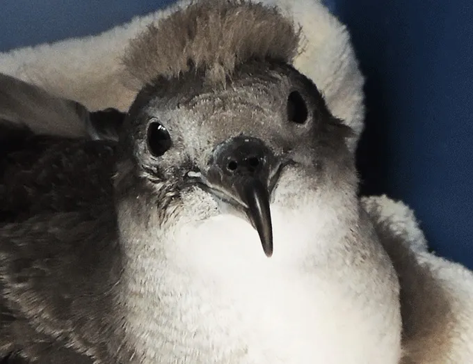パークで保護した海鳥のヒナ