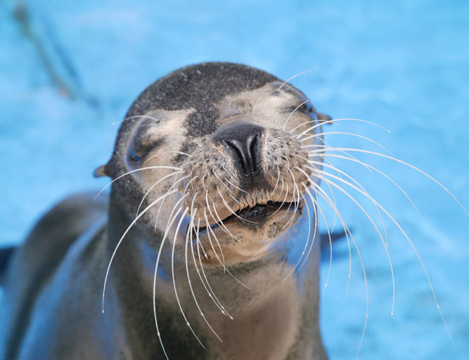 シーライオンの顔アップ