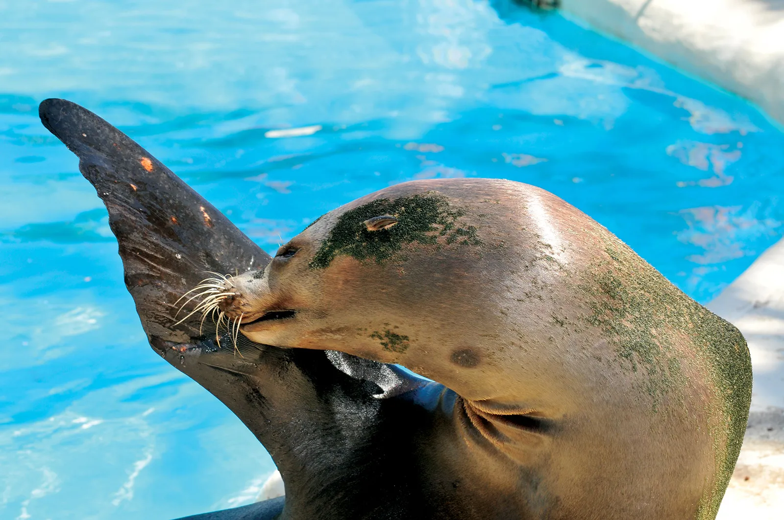 毛づくろいをしているアシカシー