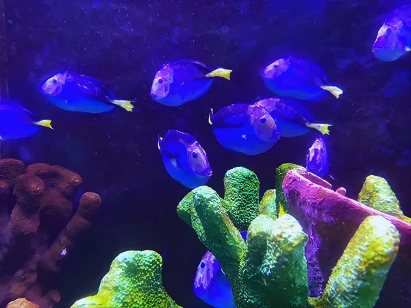 ライトに照らされた紫色の熱帯魚たち