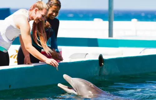 ドルフィンアロハ体験の様子