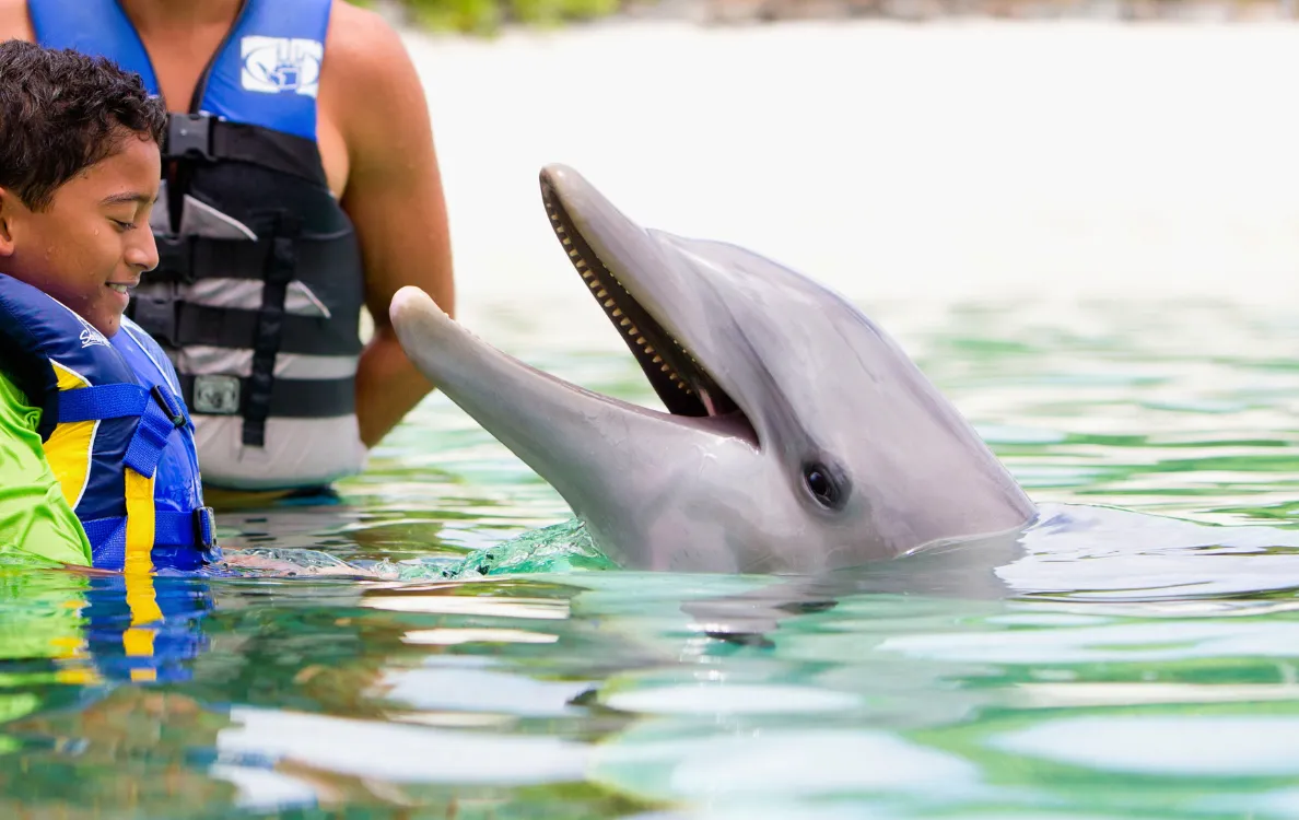 浅瀬でイルカと触れ合う様子