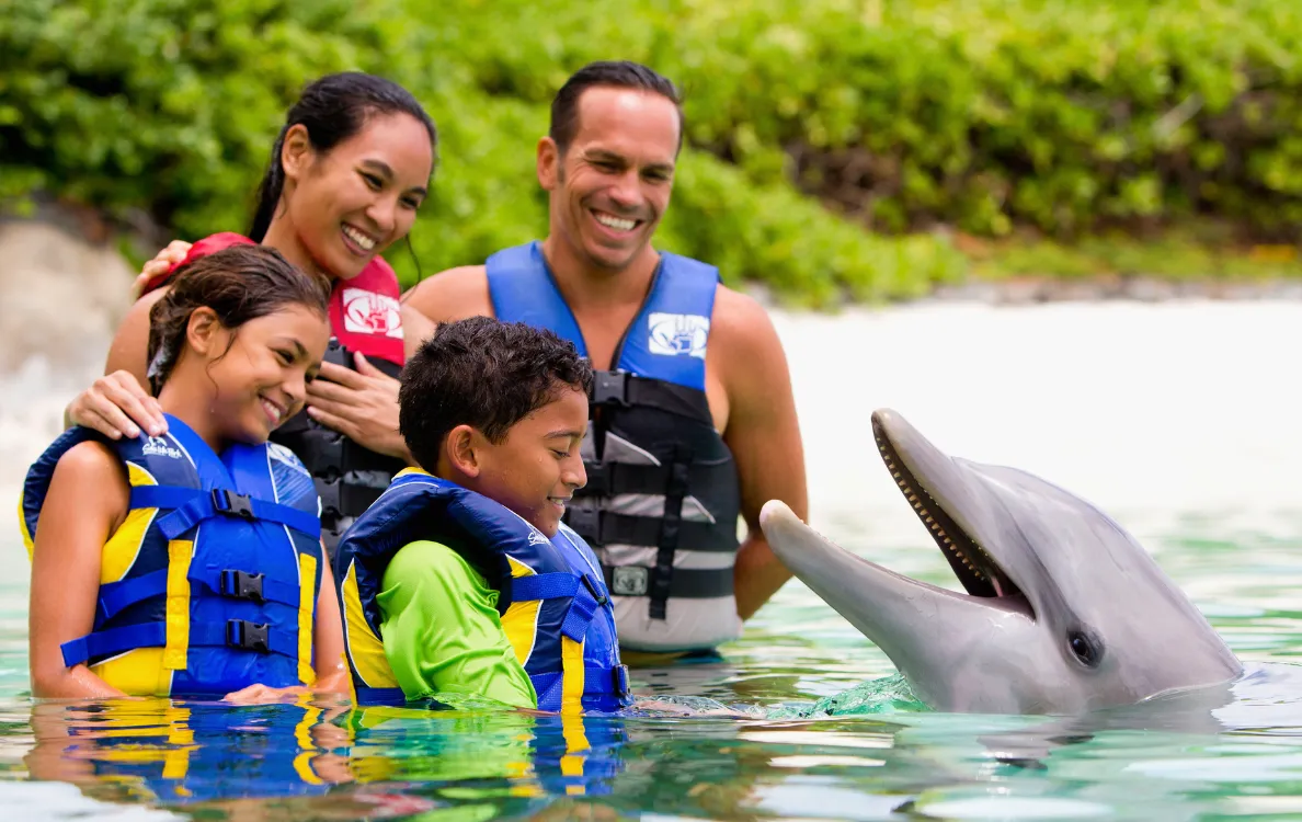 浅瀬でイルカと触れ合う様子