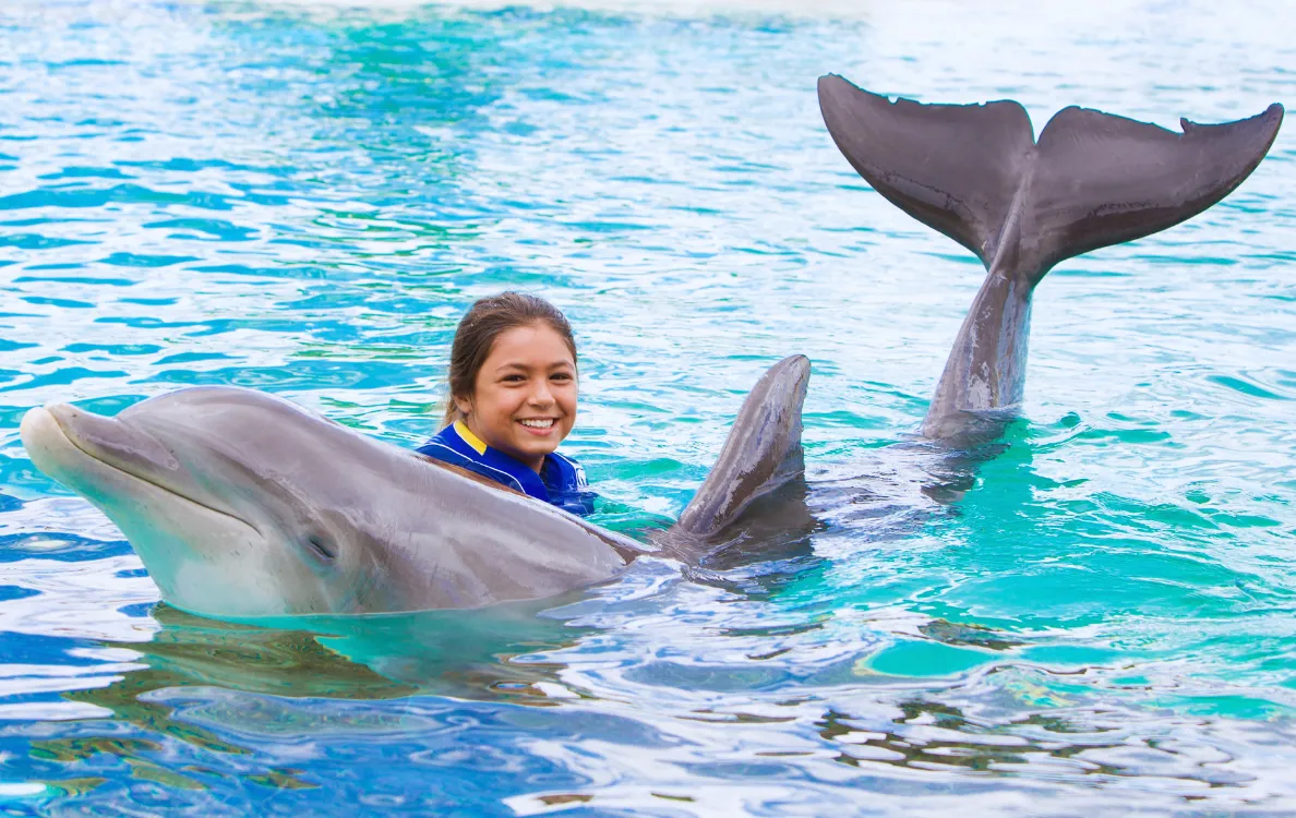 イルカと一緒に泳ぐ様子