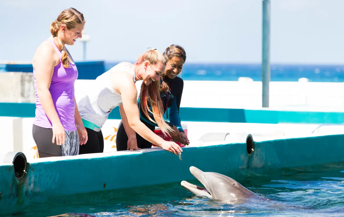 ドルフィンアロハ体験の様子