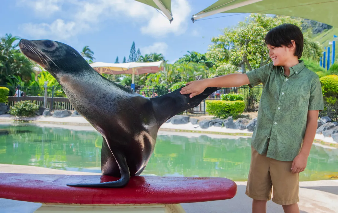 シーライオンと触れ合う様子
