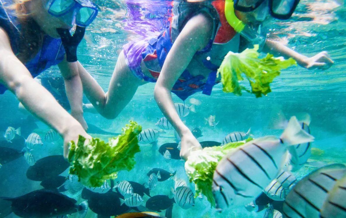 スノーケリングを楽しむ様子