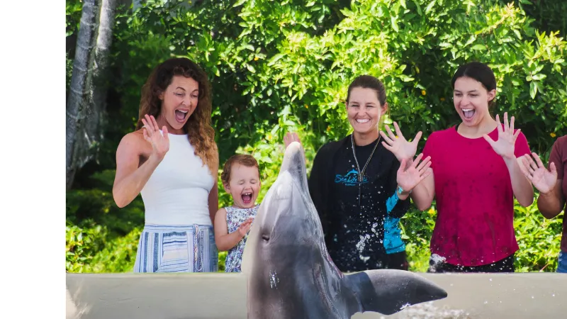 ドルフィンアロハ体験の様子