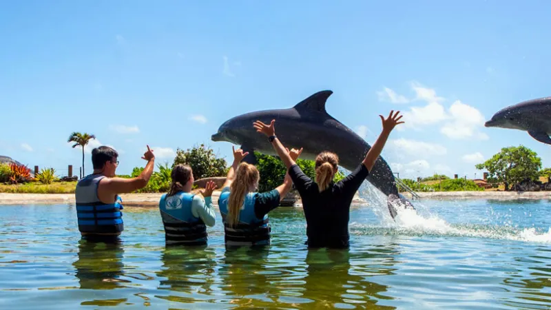 浅瀬でイルカと触れ合う様子