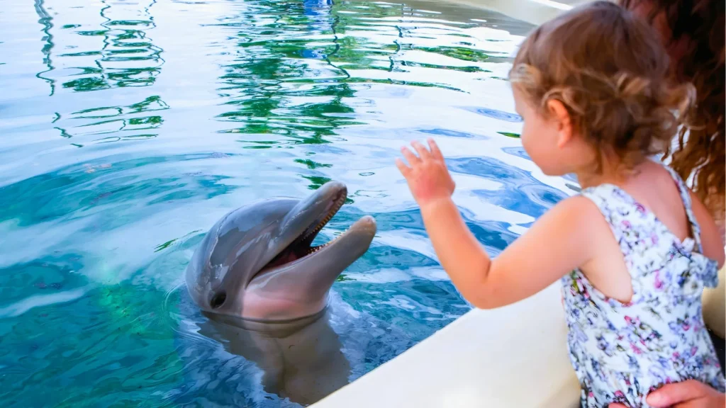 水面から顔を出すイルカと戯れる子供/ドルフィン・アロハ